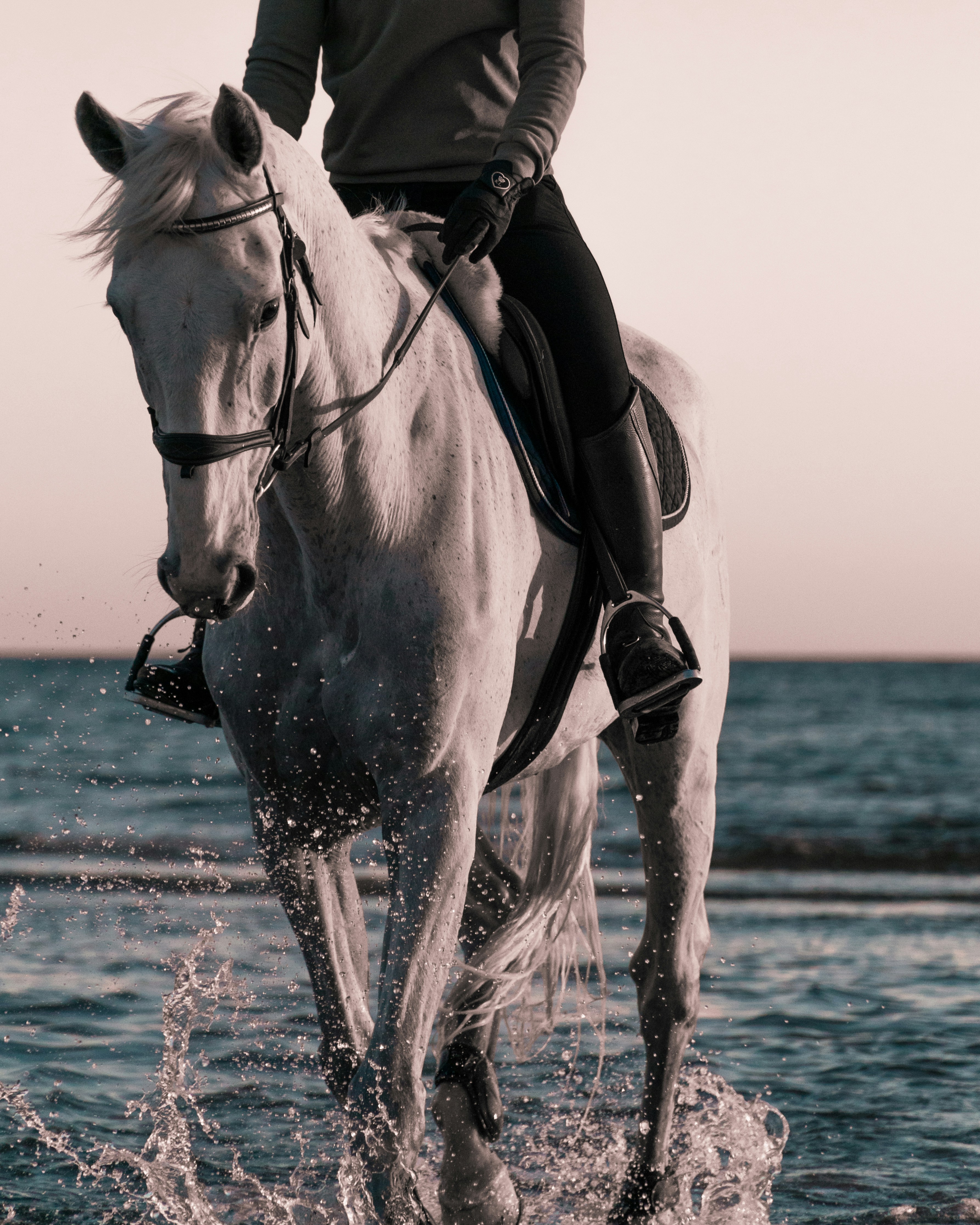 Premier equestrian riding experience
